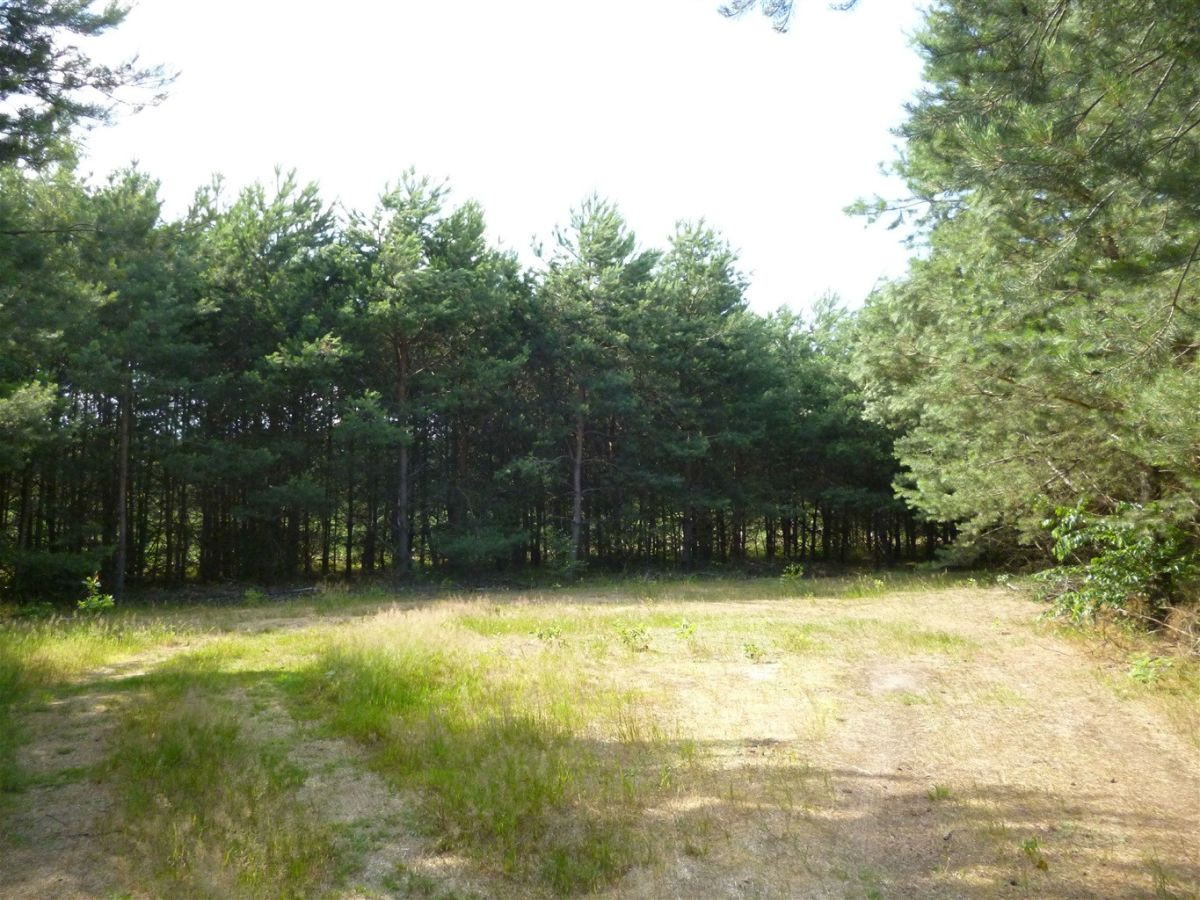 Działki budowlane w uroczej, leśnej okolicy - Widok 3