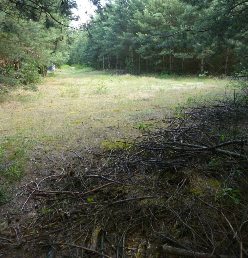 Działki budowlane w uroczej, leśnej okolicy - Widok 4
