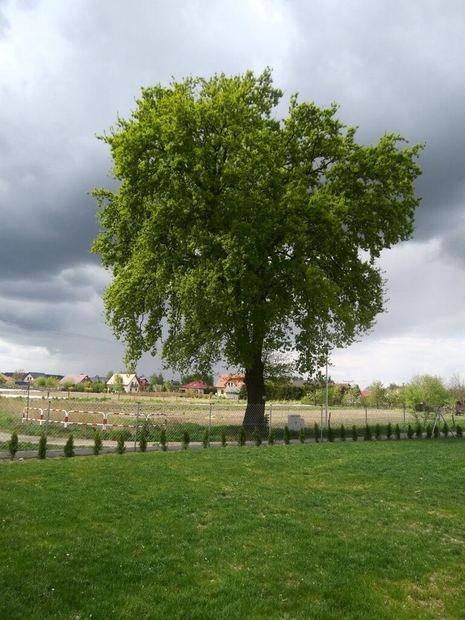 Działka budowlana 900 m² | Bielawa gm. Długołęka | 259 000 zł - Widok 3