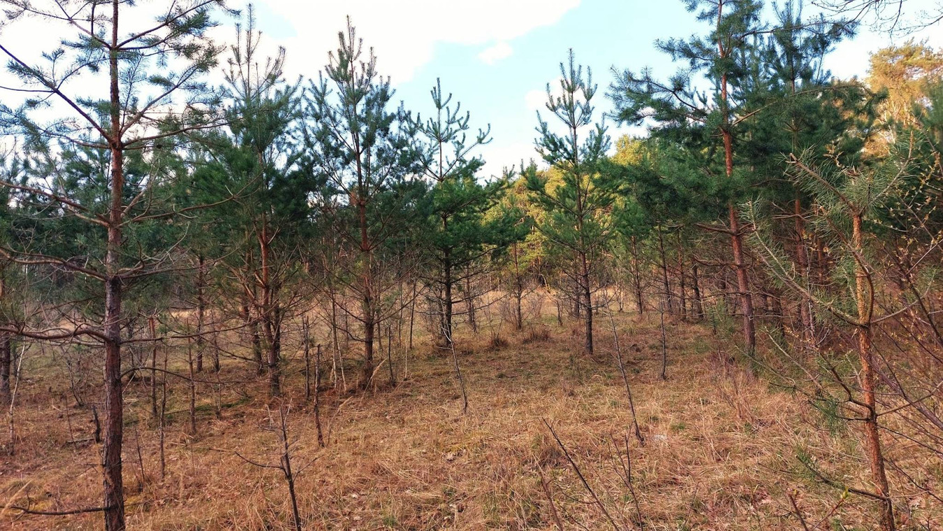 Działka o powierzchni 4060 m² z warunkami zabudowy. w otulinie lasu - Widok 3