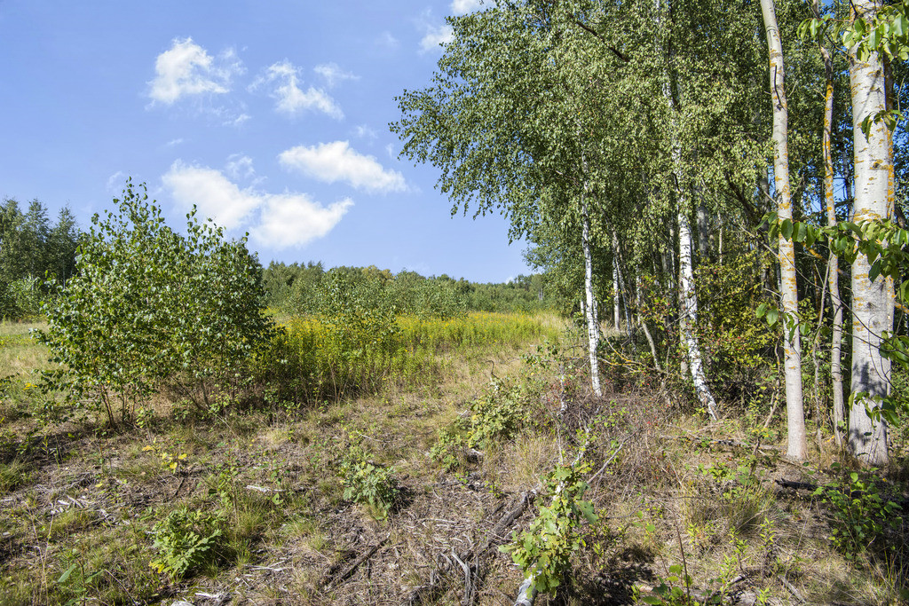 ✅ Zobacz> Działka budowlana pod lasem> 1104 m²✅ - Więcej