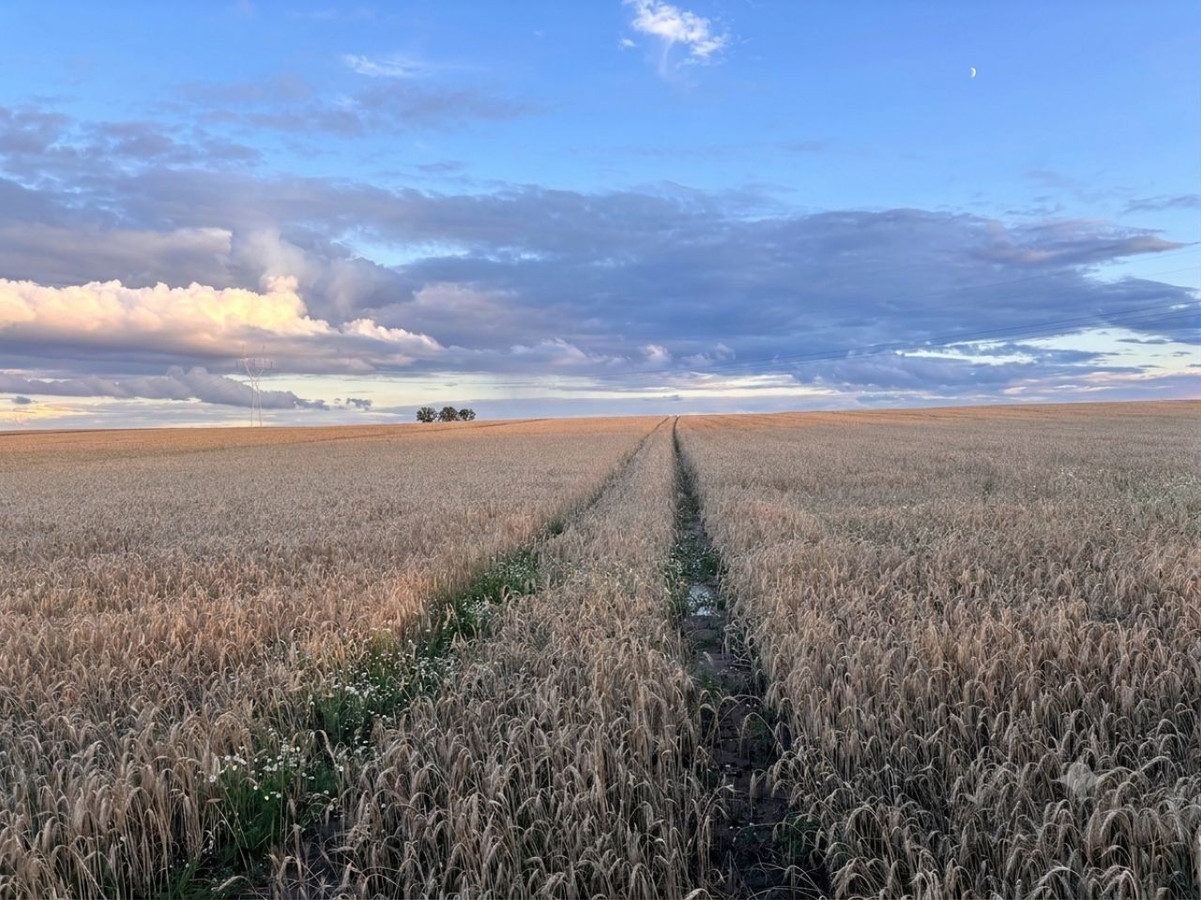 Działka rolna o pow. 4,39 ha w Koszelewie, gm. Gąbin, w. mazowieckie - Widok 3