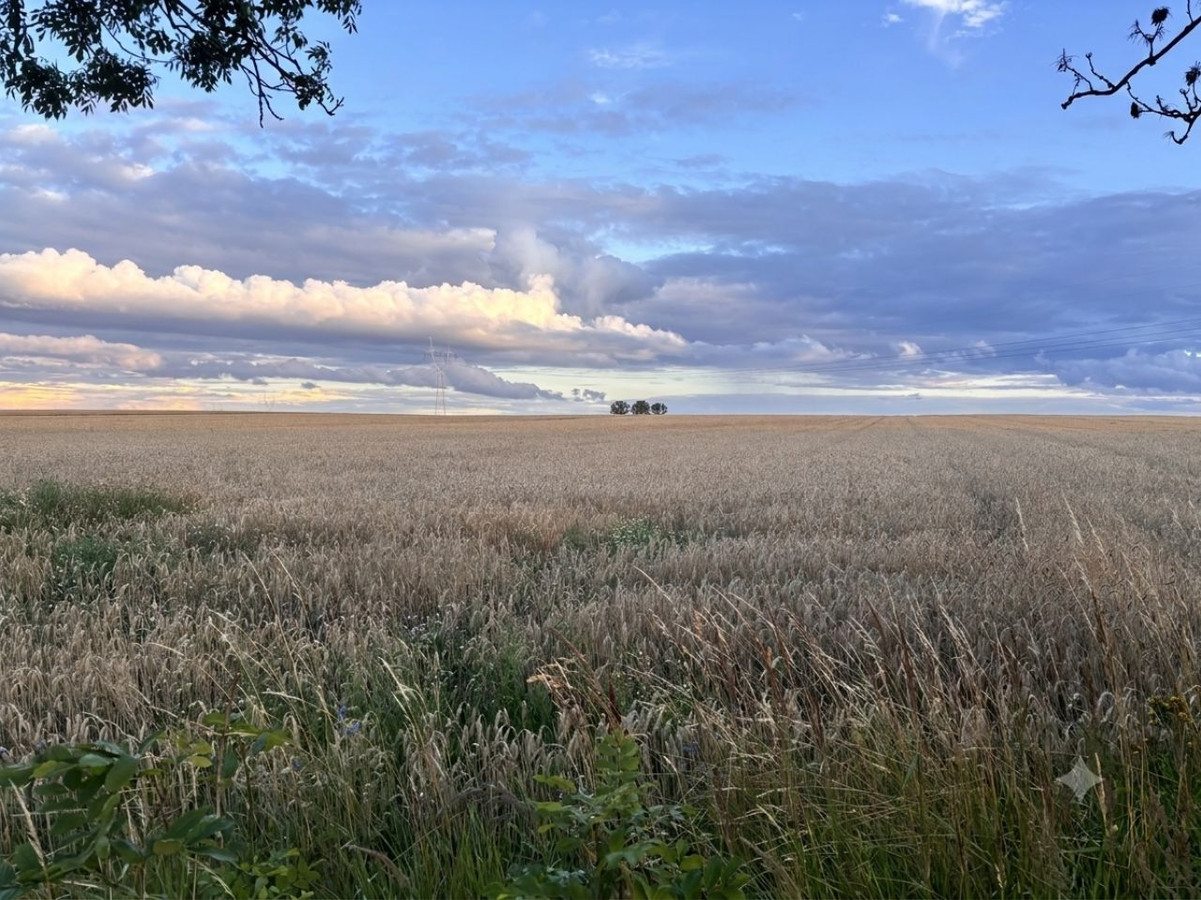 Działka rolna o pow. 4,39 ha w Koszelewie, gm. Gąbin, w. mazowieckie - Widok 2