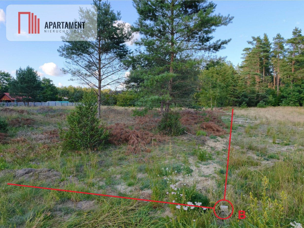 MPZP na działce porośniętej sosnami - Widok 4