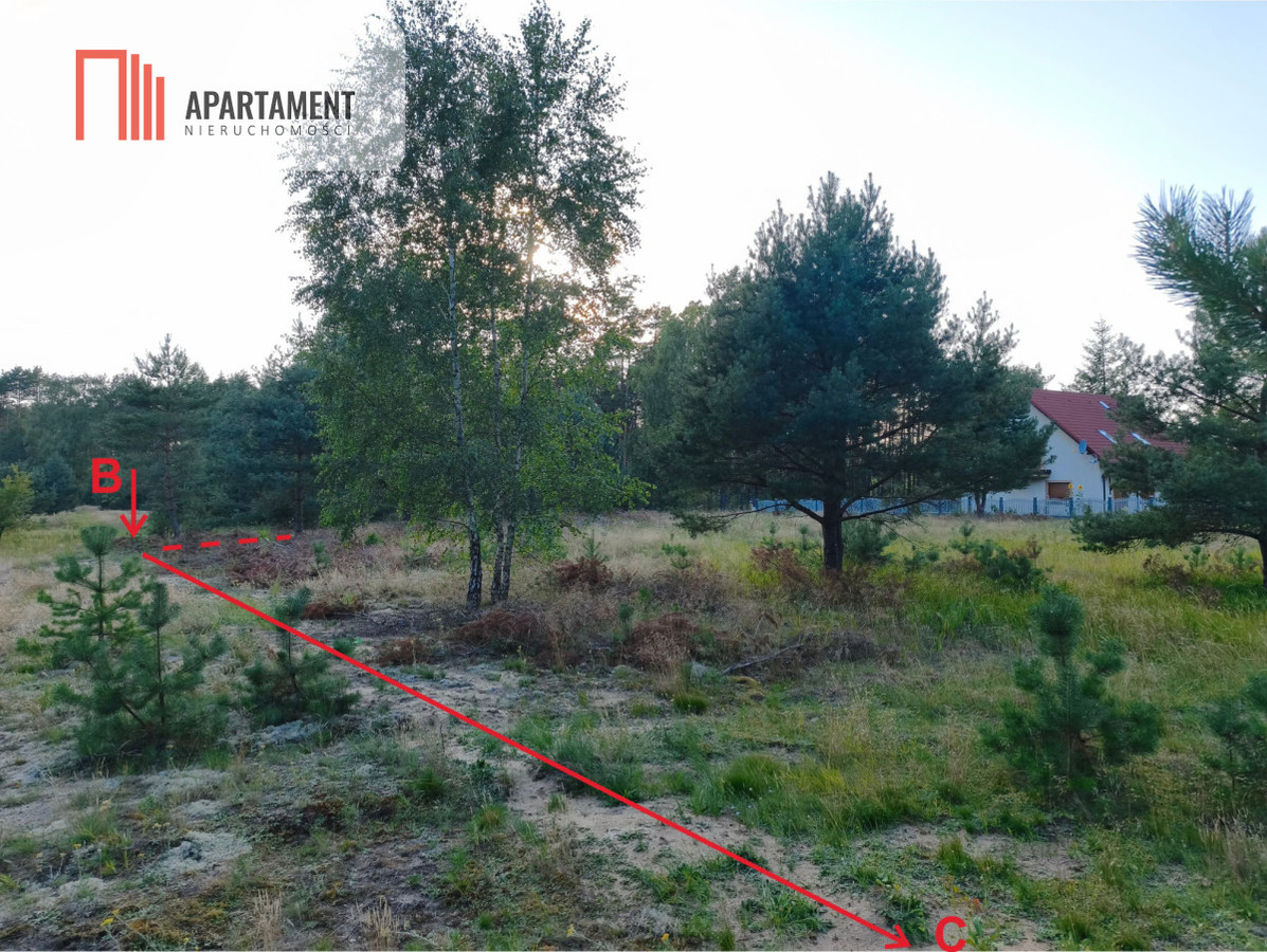 MPZP na działce porośniętej sosnami - Widok 3