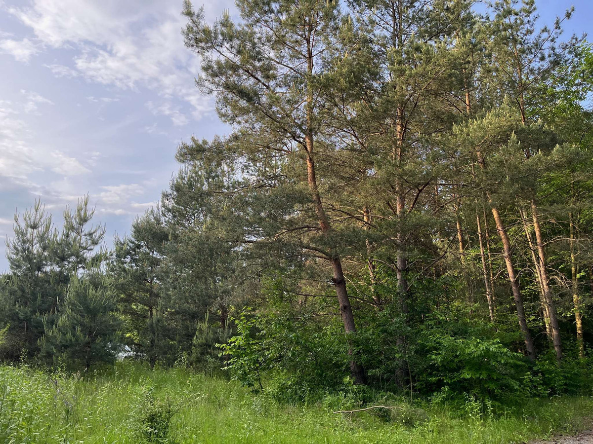 Działka w Rydzynkach na sprzedaż - Widok 4