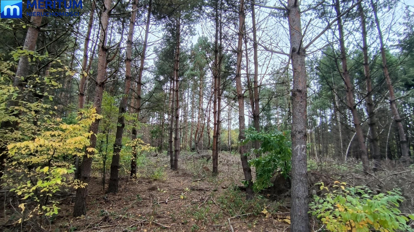 Okolice Zalewu Grzymek - Więcej