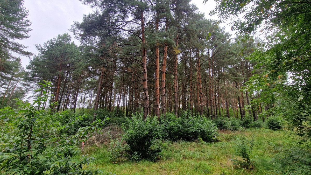 Gotowy kompleks działek UT – Pomorska k. Milicza - Więcej