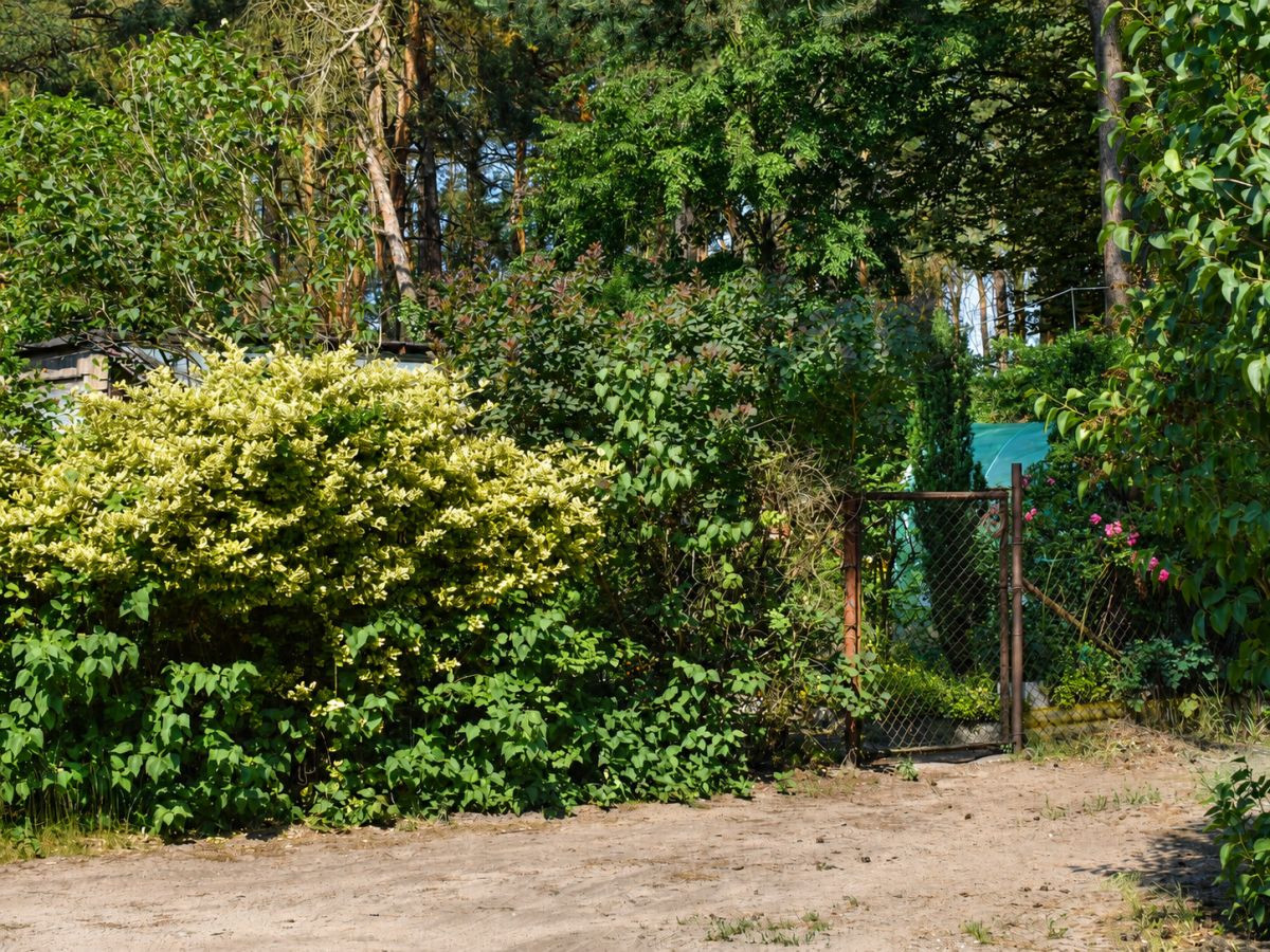 Działka budowlana z prywatnym lasem | Międzyborów - Widok 3