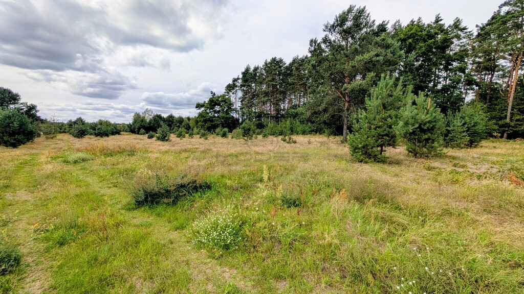Wymarzony dom w naturze – działka w okazyjnej ceni - Widok 3