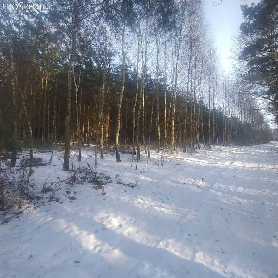 tereny leśne - Widok 2
