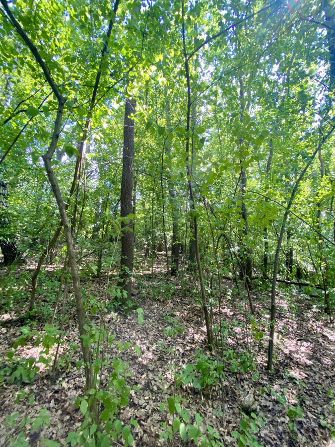 Janowice – 1,18 ha las i pastwiska | 69 000 zł - Widok 5