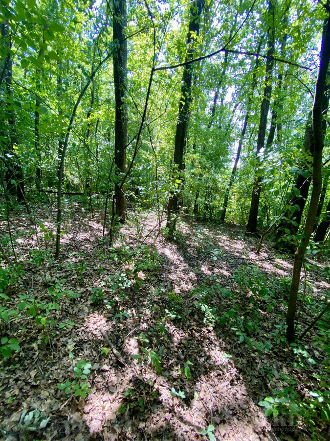Janowice – 1,18 ha las i pastwiska | 69 000 zł - Widok 3