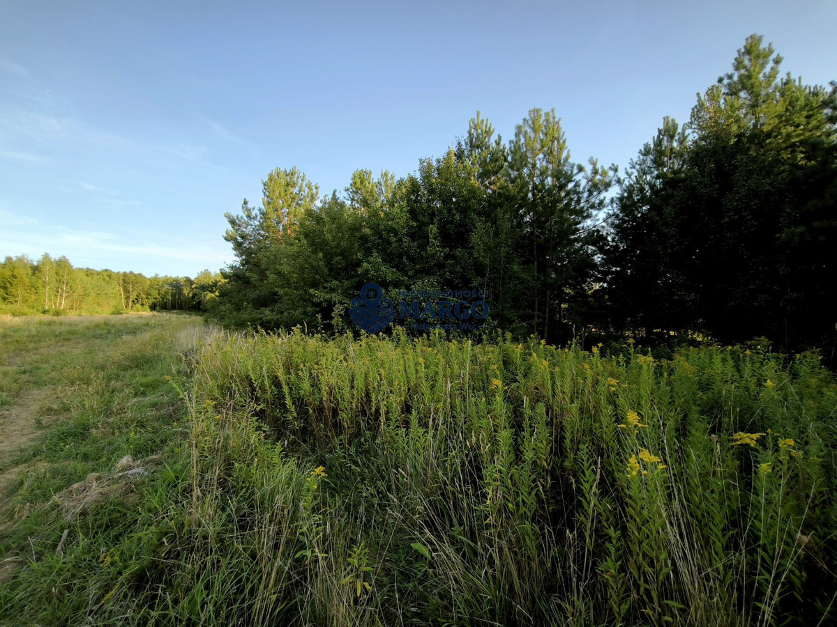 DUŻY, ZADRZEWIONY TEREN W MORZĘCINIE MAŁYM – 5409 m² - Widok 3