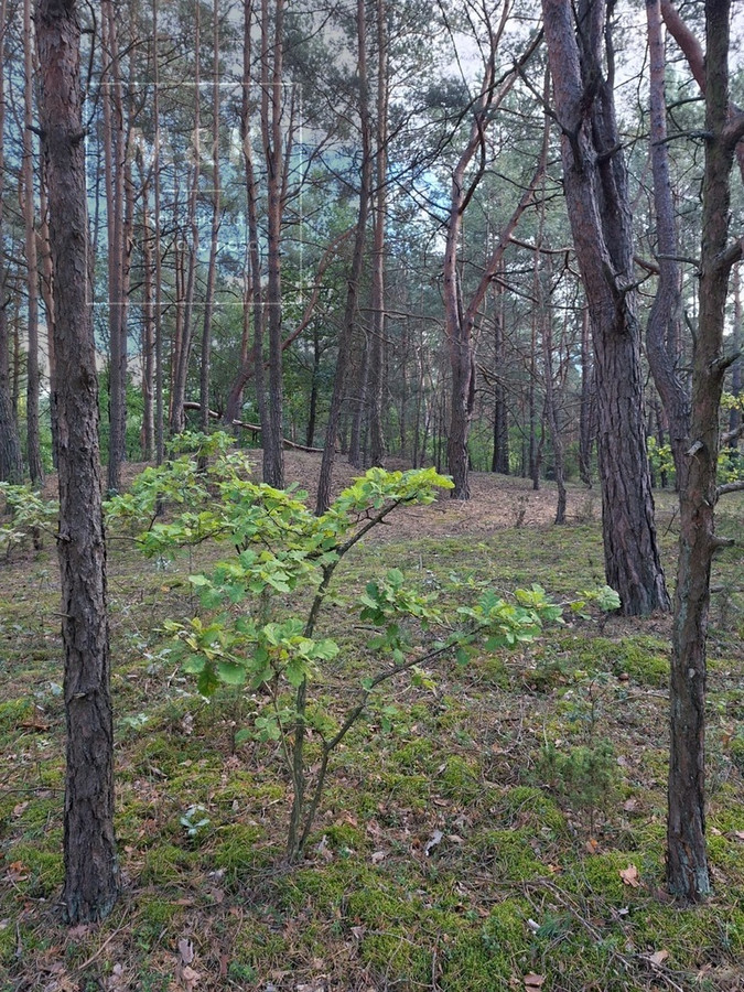2,63 ha na Mazowszu | Blisko Narwi - Widok 5