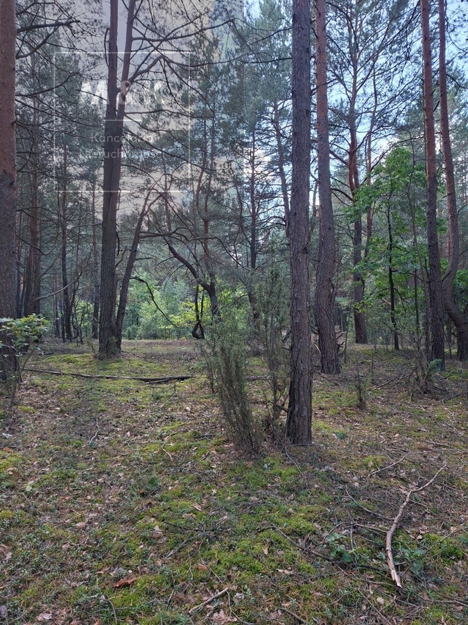 2,63 ha na Mazowszu | Blisko Narwi - Widok 4
