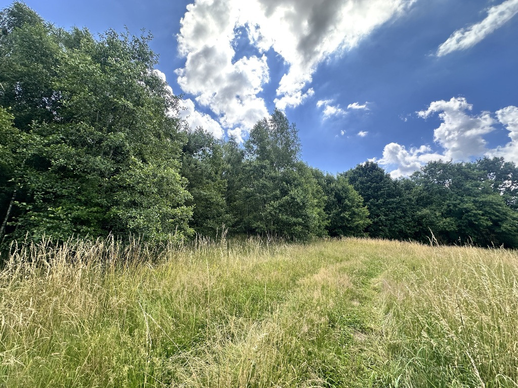 Prywatny las w malowniczej okolicy | Rydzewo - Widok 2