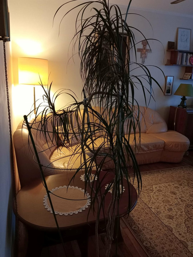 Mieszkanie – Białystok, Nowe Miasto - Widok 5