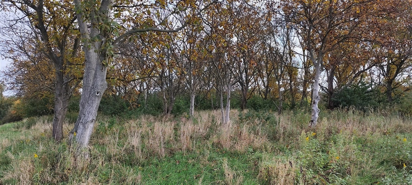 Łańcut działka budowlano-inwestycyjna 4189 m² z W - Widok 5