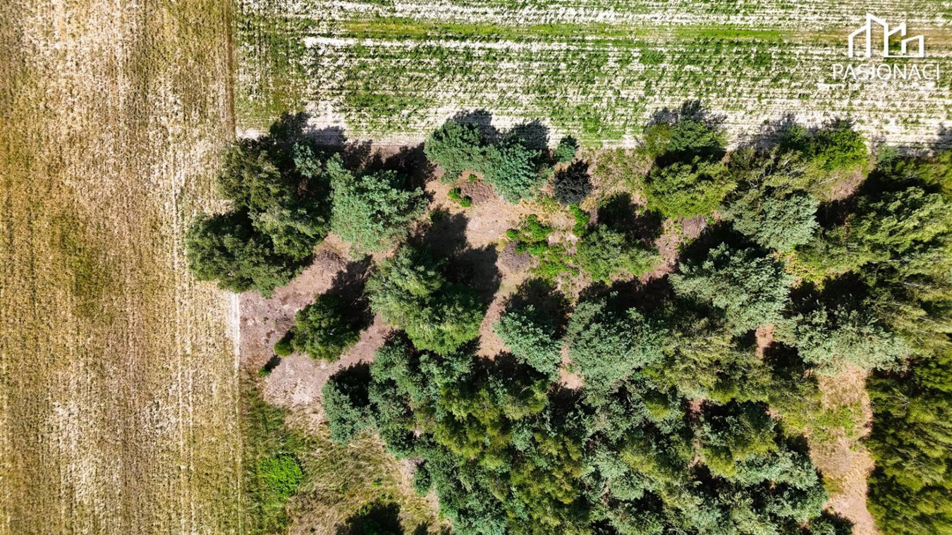 Działka z drzewostanem - zabudowa jednorodzinna - Widok 4