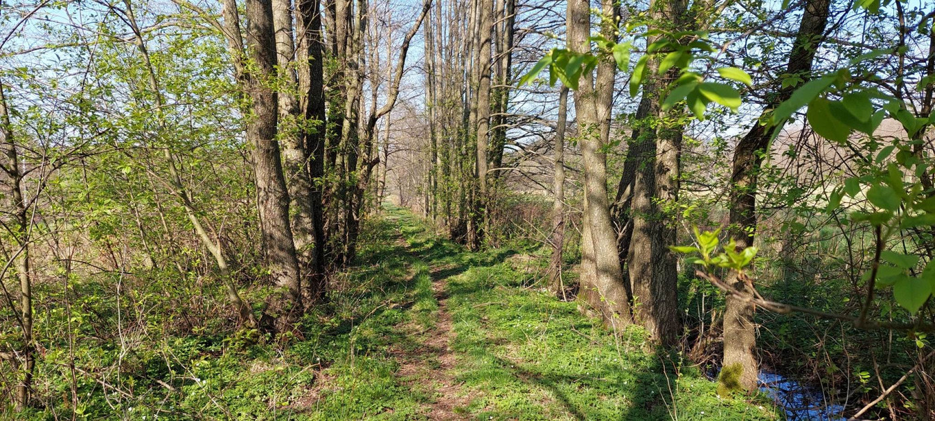 Kowary blisko Karpacza. Duża działka siedliskowa - Widok 5
