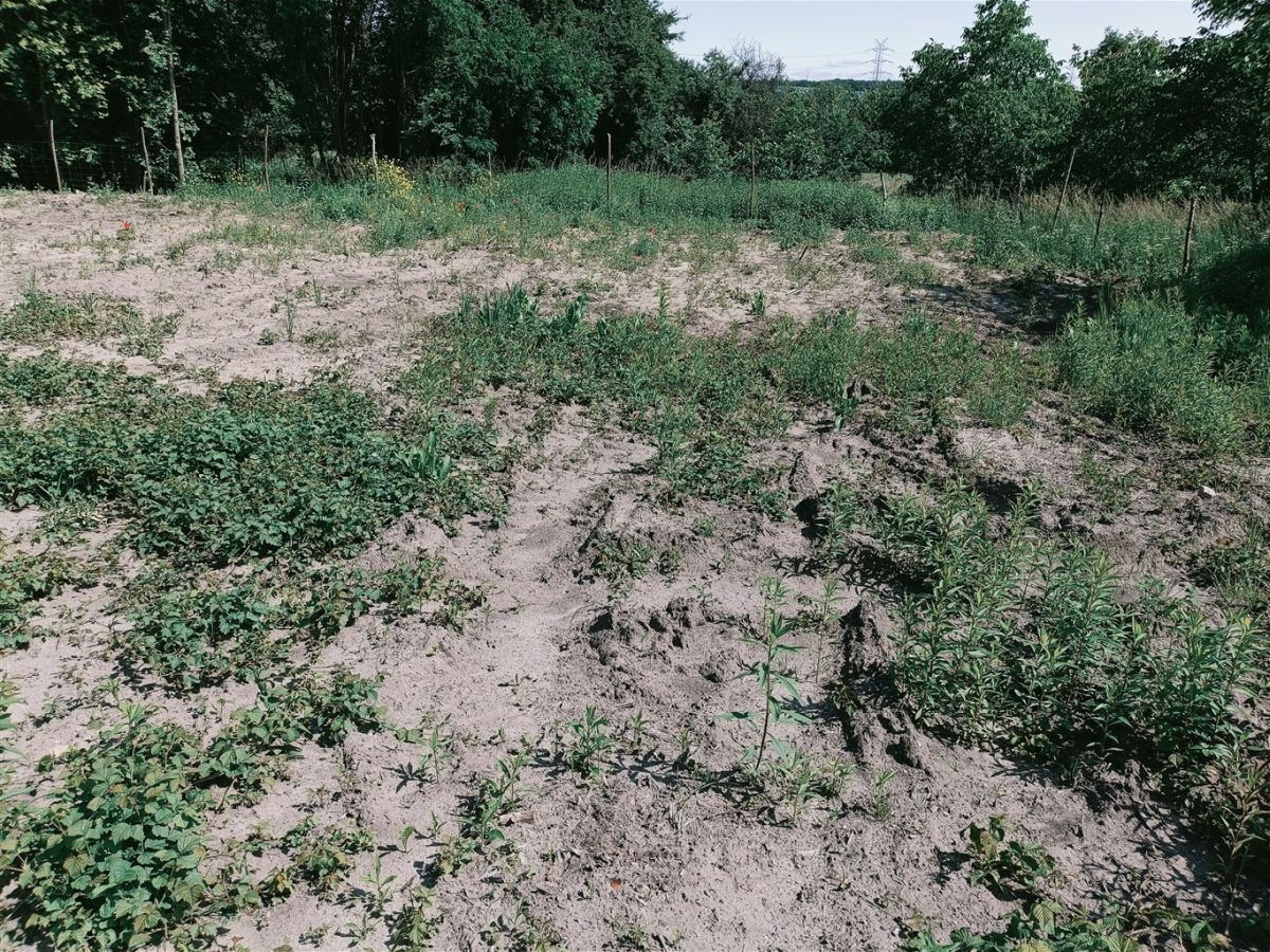 Działka 1050 m² w Dobieszowicach - Widok 4