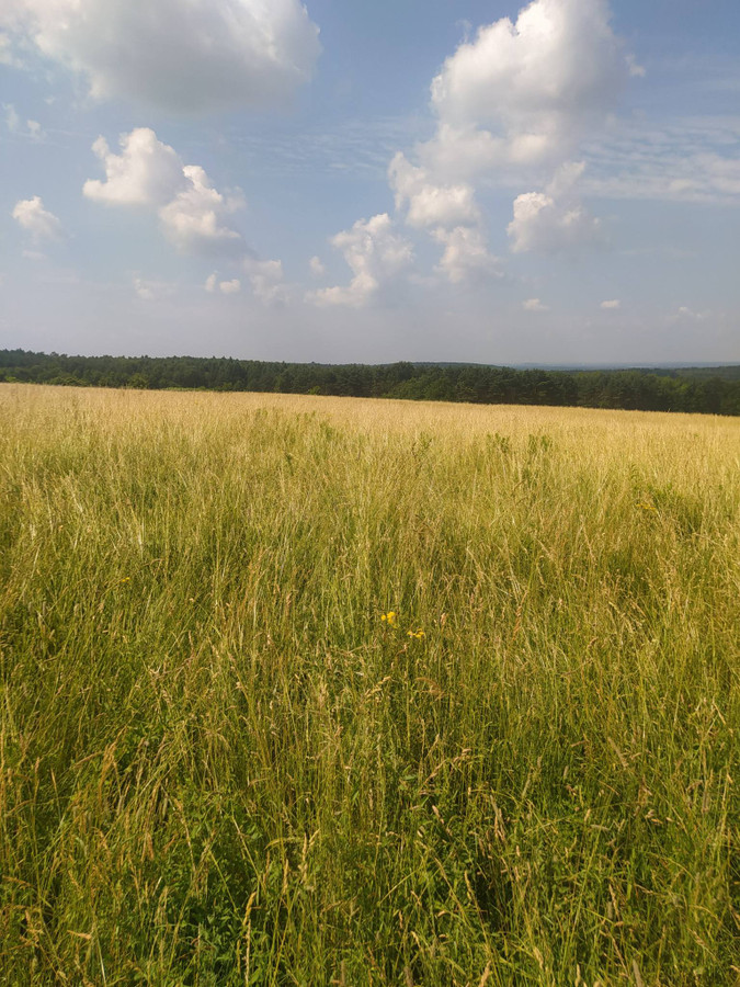 Działka NA CELE ROLNICZE - Widok 2