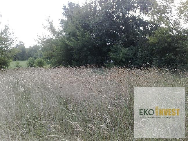 Sprzedam działkę z linią brzegową rzeki Narew - Widok 2