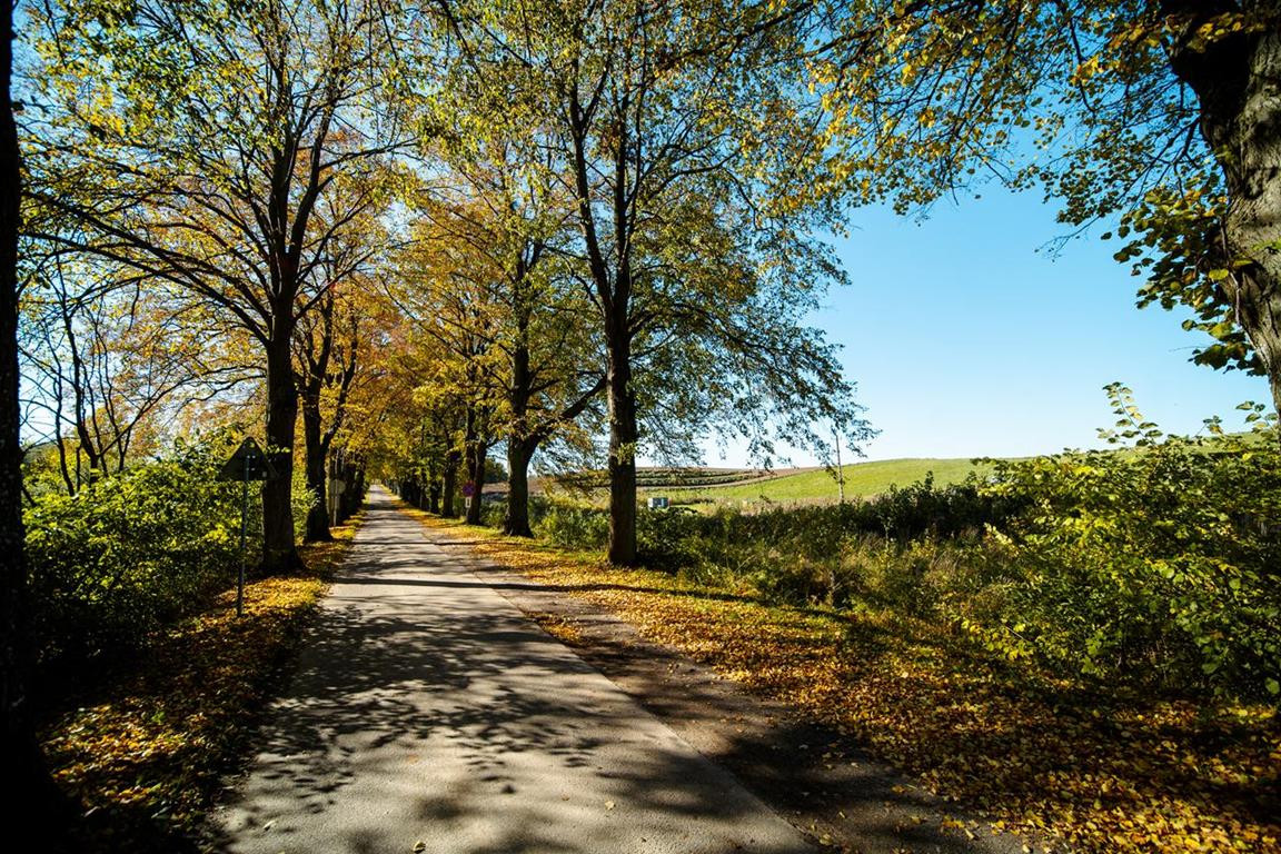 Ostatnie 7 działek nad jeziorem Dzierzgoń - Widok 5