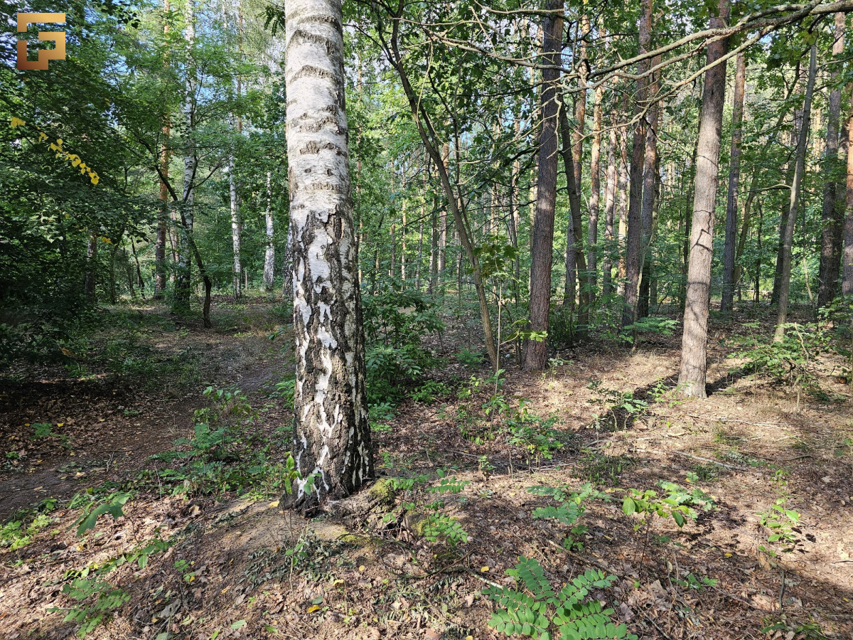 Działka budowlana / 1500 m² / las / SKM - Widok 2