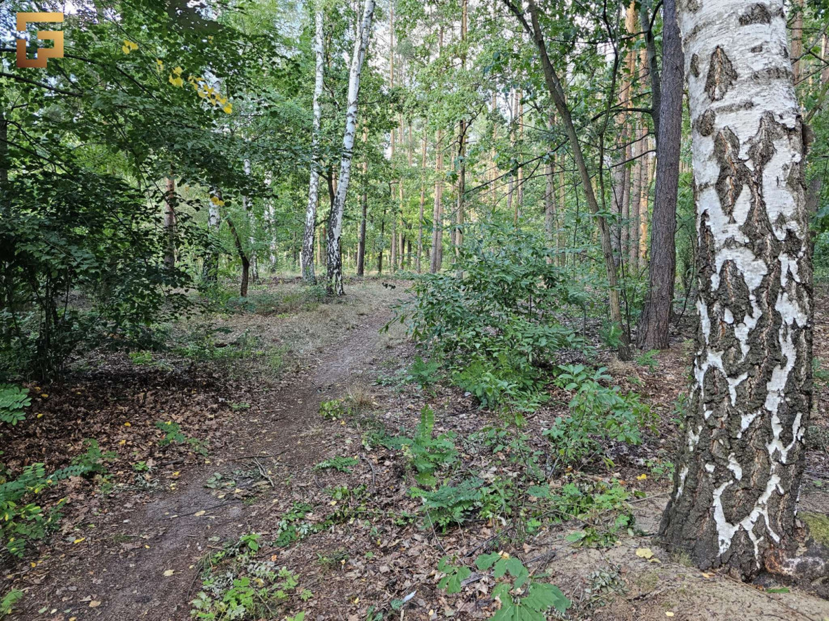 Działka budowlana / 1500 m² / las / SKM - Widok 4