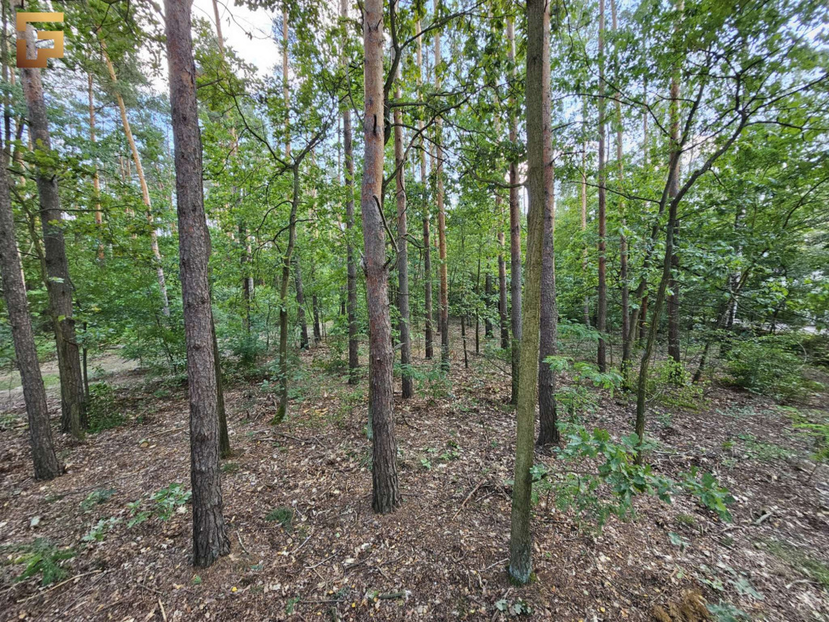 Działka budowlana / 1500 m² / las / SKM - Widok 5