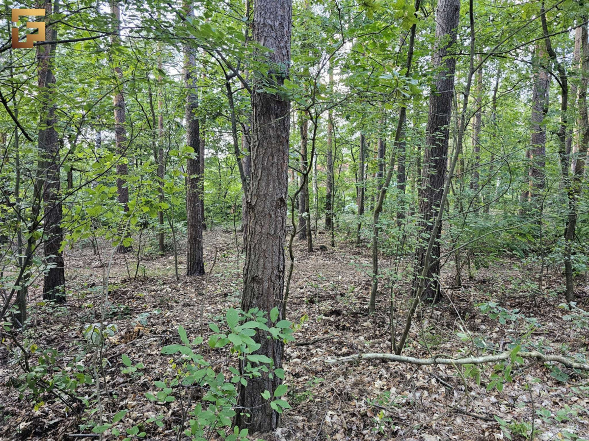 Działka budowlana / 1500 m² / las / SKM - Więcej