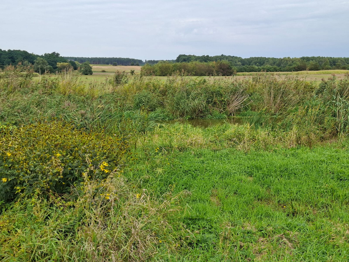 Łąka nad Baryczą - Widok 4