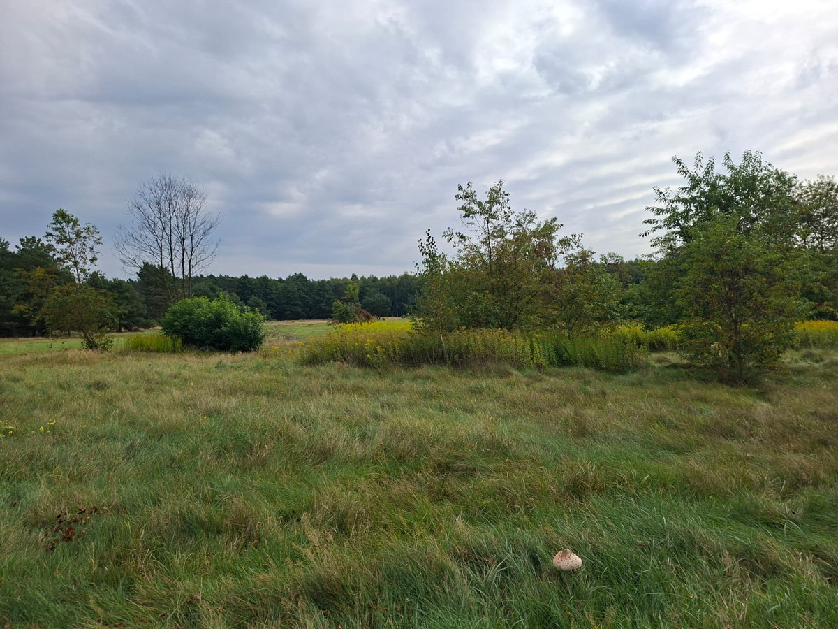Łąka nad Baryczą - Widok 2