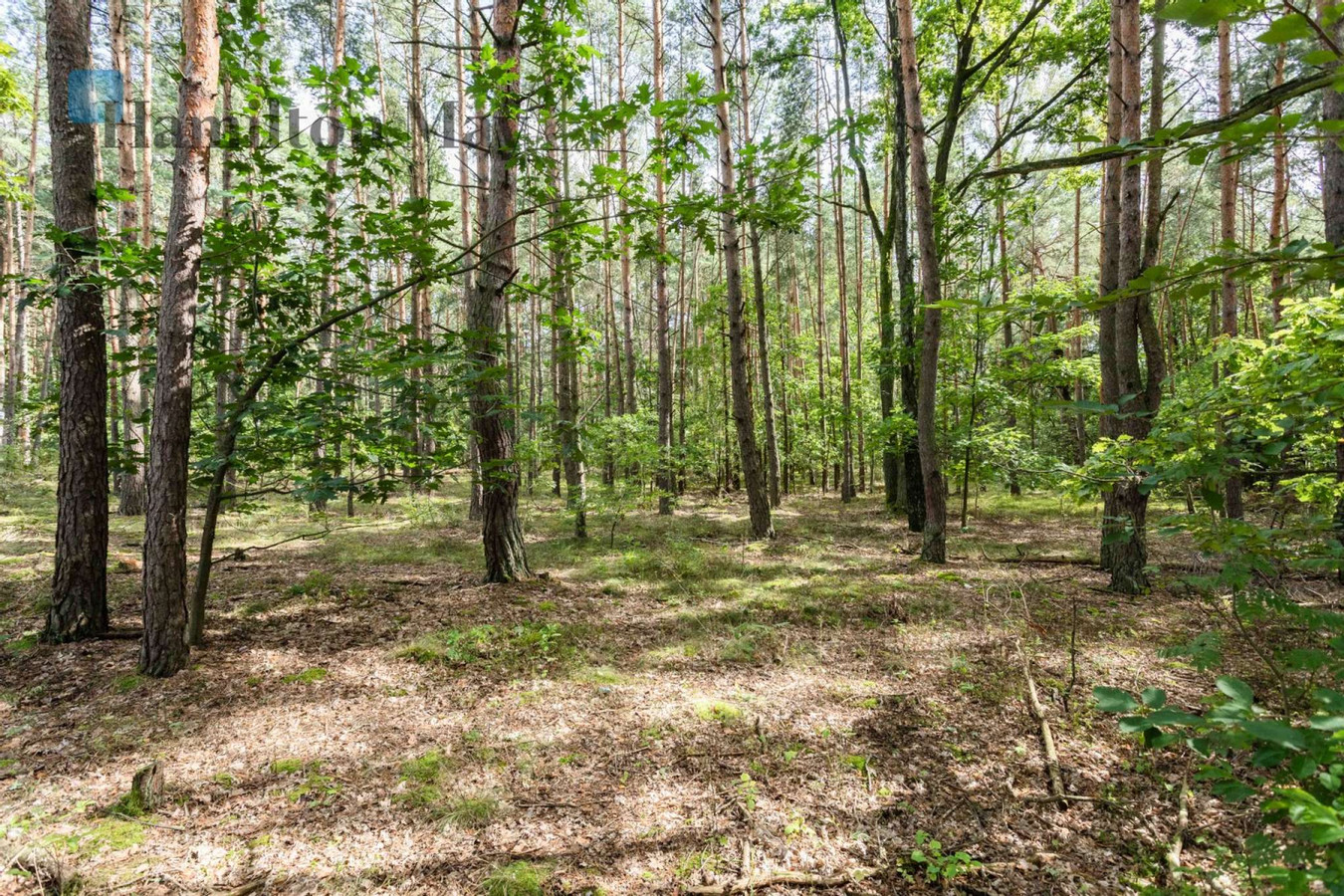 Działka budowlana na sprzedaż w Magdalence - Widok 4