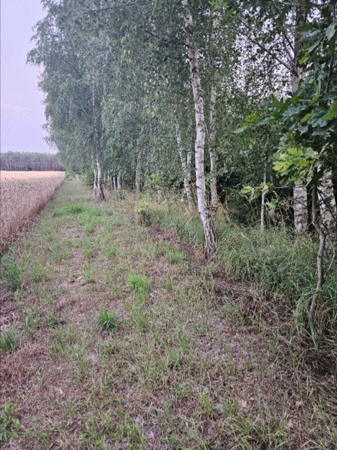 Działka budowlana min 20 arów Dąbrowa gm. Ludwin - Widok 5