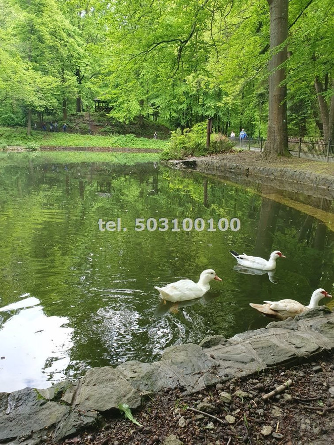 Sprzedam kawalerkę lub dwie kawalerki obok siebie Krynica Zdrój - Widok 2