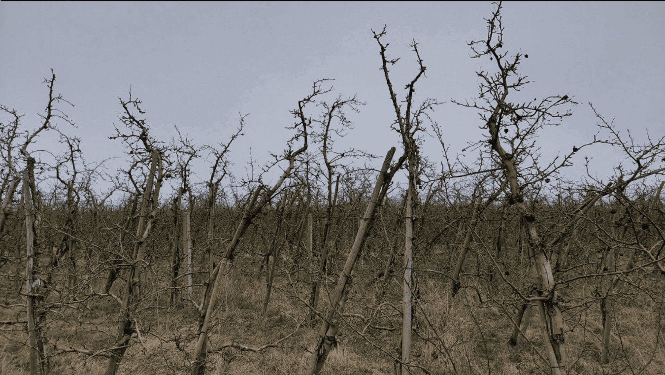Rucewko, działka – sad owocowy 5,01 ha - Widok 3