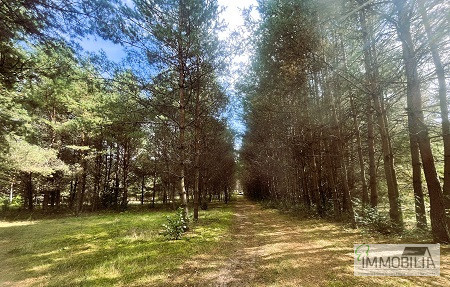 Swornegacie/Kaszuby działka z dostępem do jeziora Witoczno - Widok 4