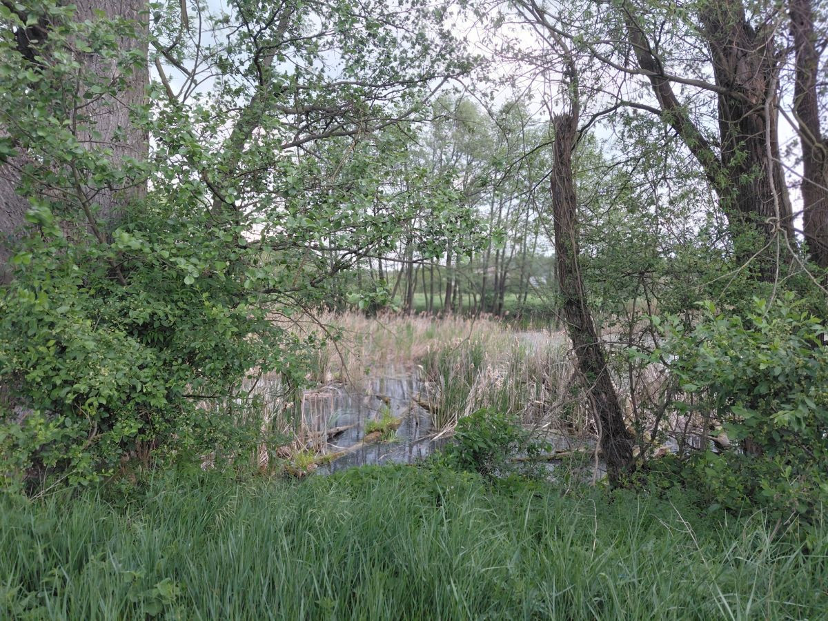 Piękna działka, media /woda +prąd/ - Widok 5