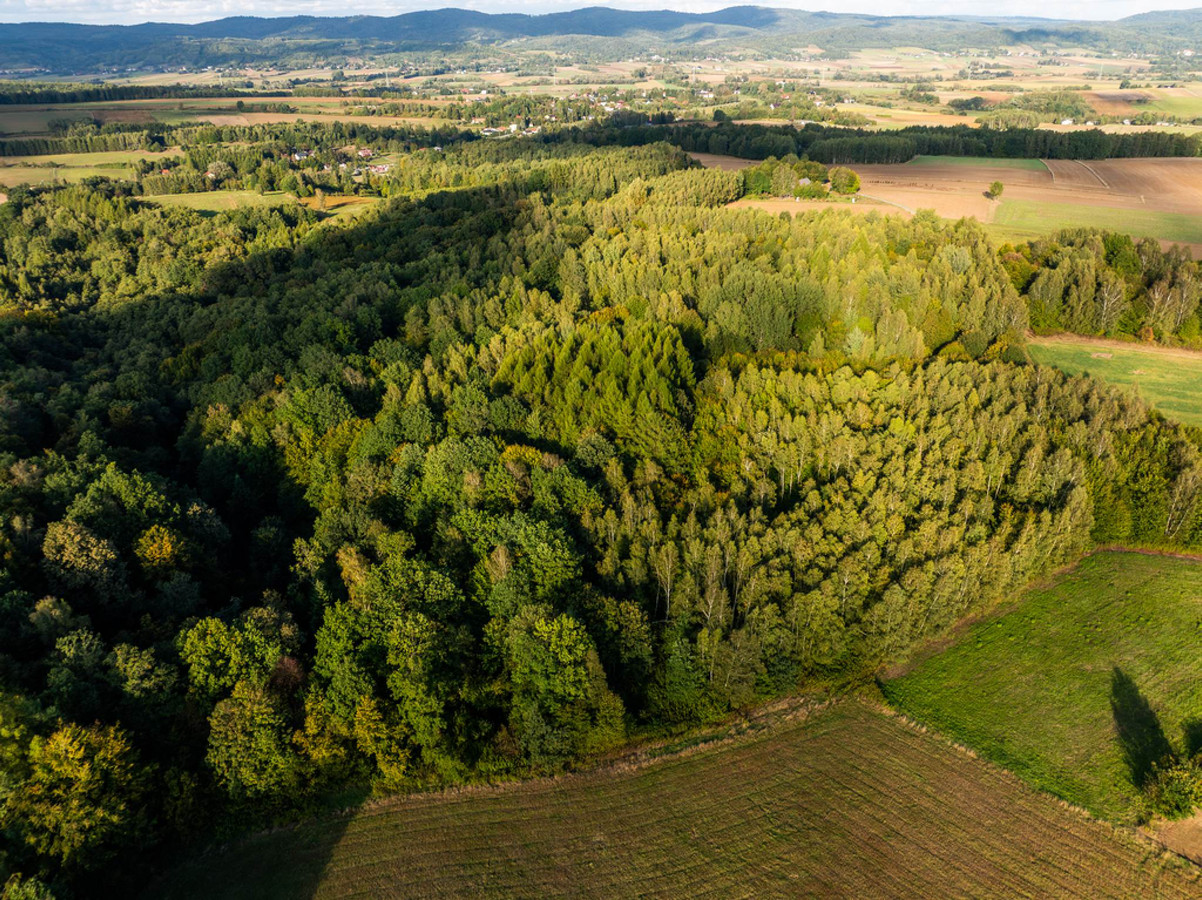 LAS Z POTENCJAŁEM – 1,4028 HA W NIEPLI POD JASŁEM - Widok 5