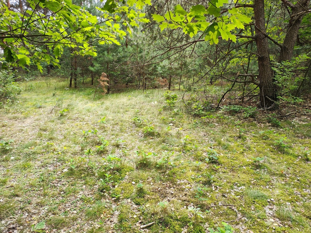 150 zł/m2 w Sokolnikach-Lesie? TAK - Widok 5