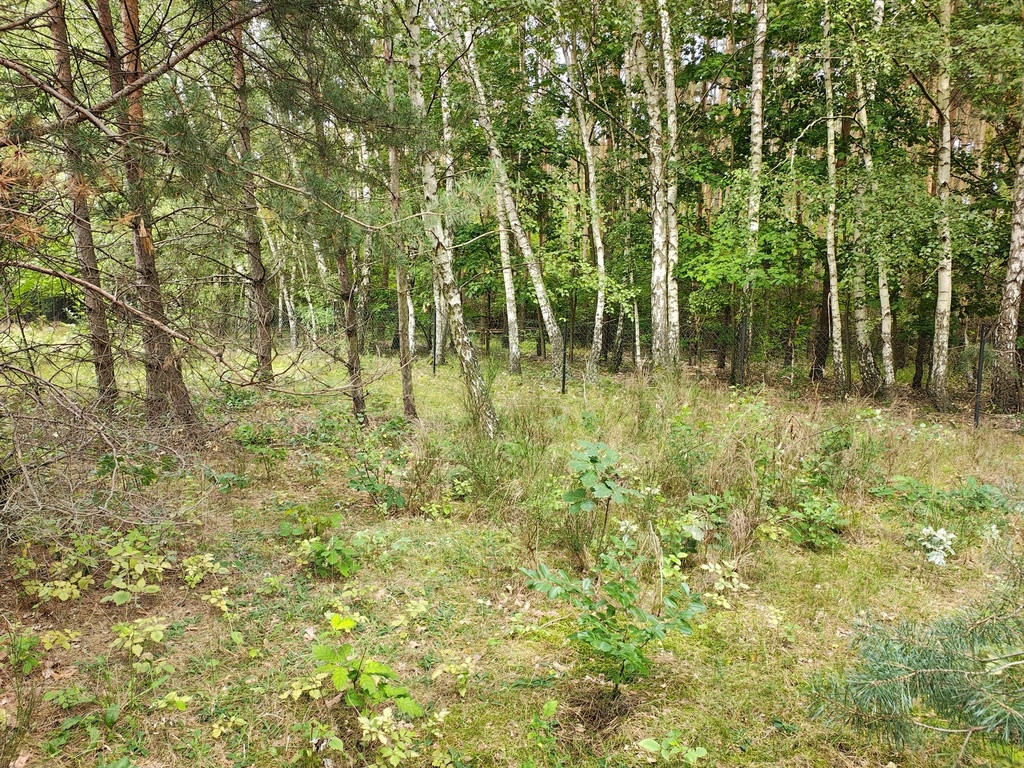 150 zł/m2 w Sokolnikach-Lesie? TAK - Widok 4