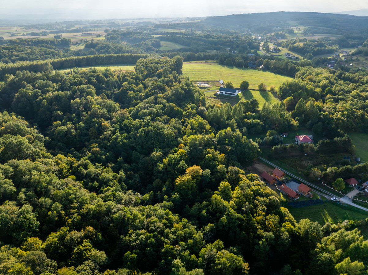 LAS Z POTENCJAŁEM – 1,4028 HA W NIEPLI POD JASŁEM - Widok 2