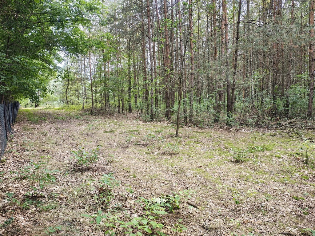 Działka 2442 m² w Sokolnikach-Lesie 150zł/m2 - Widok 4