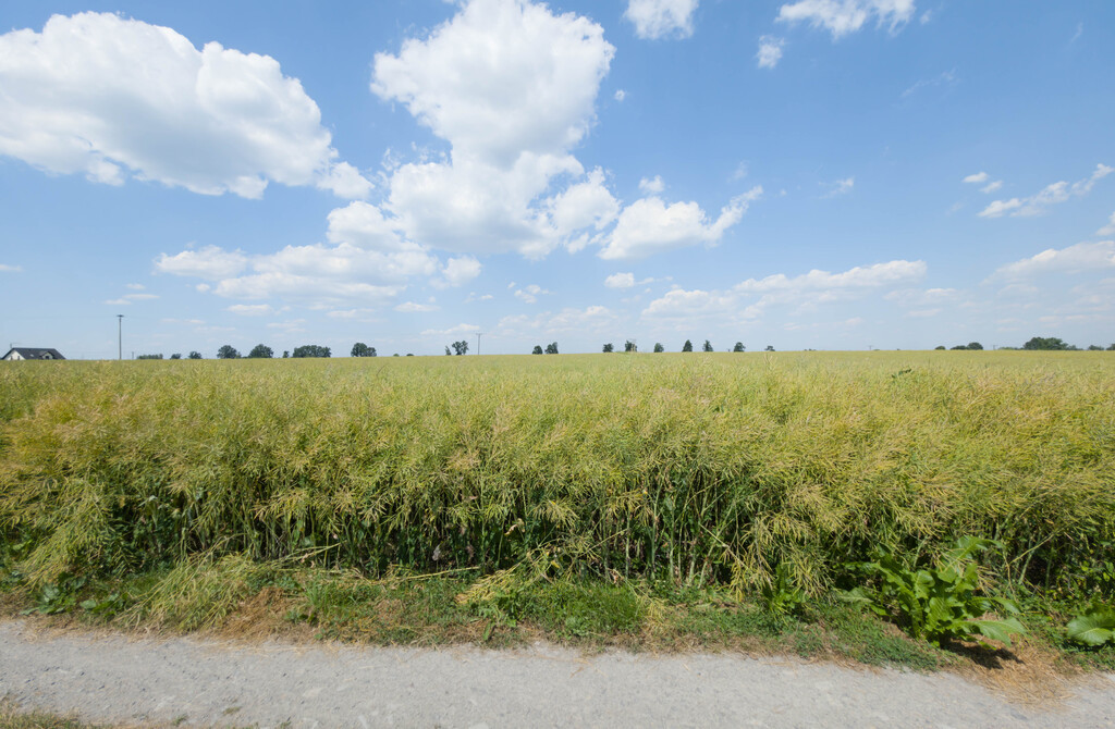 Działka inwestycyjna 1,17 ha Przeworsk MPZP - Widok 6