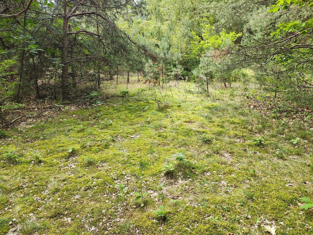 150 zł/m2 w Sokolnikach-Lesie? TAK - Widok 3