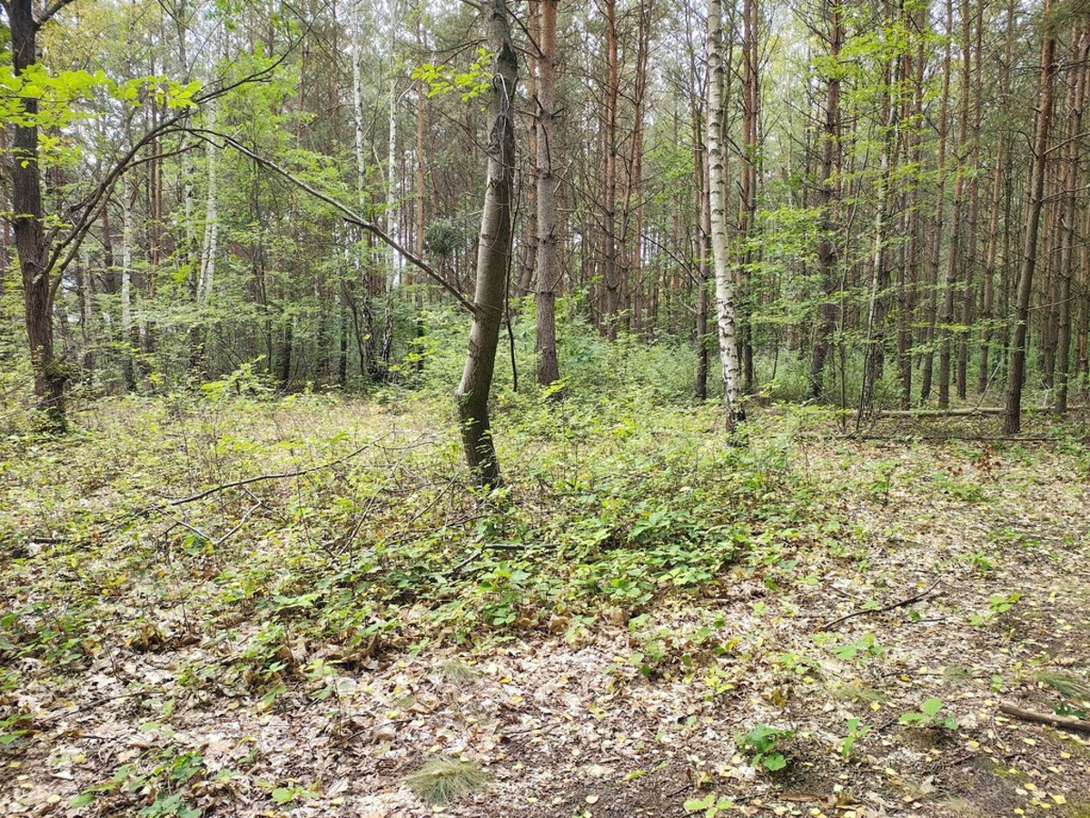 Działka 2442 m² w Sokolnikach-Lesie 150zł/m2 - Widok 2