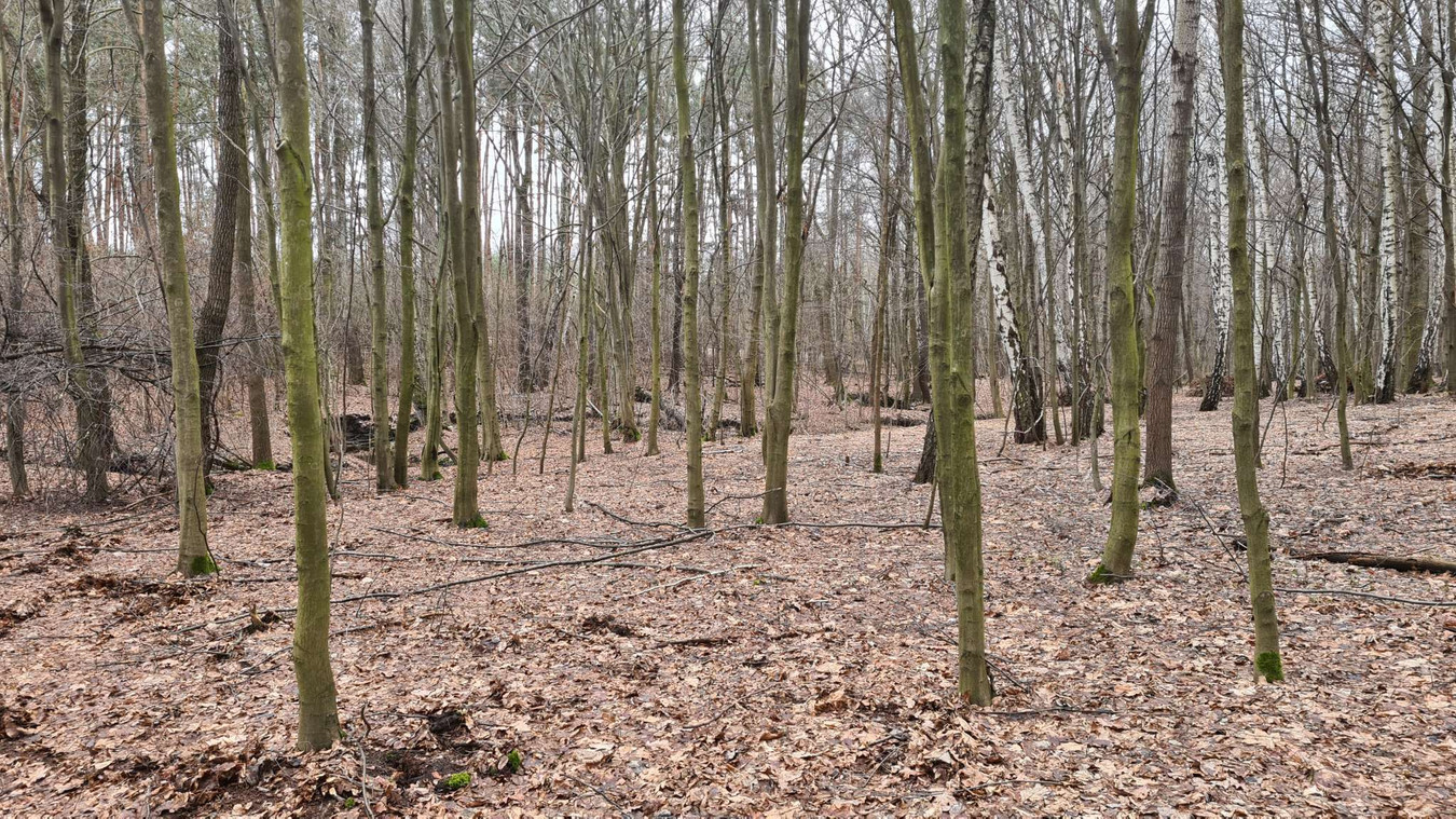 Osowiec działka z lasem - Widok 2